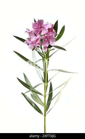 Oleandro Nerium, oleandro, con grazioso fiore rosa, isolato su sfondo bianco, foto verticale Foto Stock