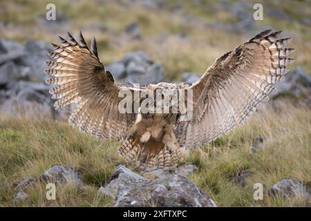 Gufo dell'aquila eurasiatica (bubo bubo), sbarco giovanile, Cumbria, Regno Unito, agosto. Prigioniero. Foto Stock