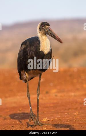 Cicogna dal collo lanoso (Ciconia episcopus) a piedi, riserva di caccia privata Zimanga, KwaZulu-Natal, Sudafrica, settembre. Foto Stock