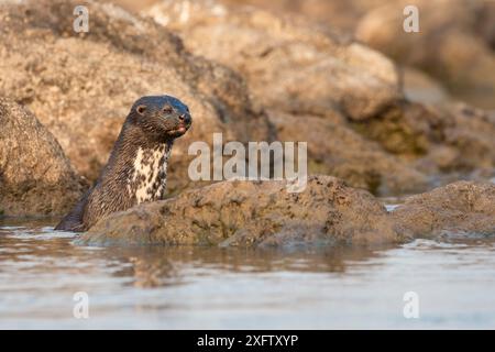 Lontra con collo maculicollis, fiume Chobe, Botswana, settembre. Foto Stock