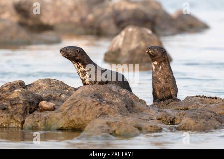 Lontre dal collo maculicollis, fiume Chobe, Botswana, settembre. Foto Stock