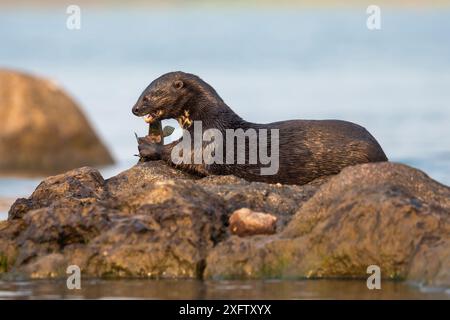 Collo maculato lontra (Hydrictis maculicollis) mangiare leopard squeaker pesce (Synodontis leopardinus), il fiume Chobe, Botswana, Africa, Settembre 2017 Foto Stock