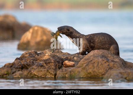 Lontra dal collo macchiata (Hydrictis maculicollis) mangiando pesce spremiagrumi (Synodontis leopardinus), fiume Chobe, Botswana, settembre. Foto Stock