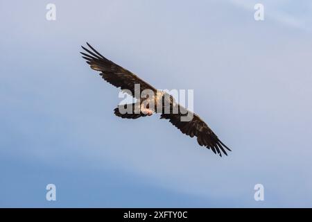 Avvoltoio barbato (Gypaetus barbatus) giovanile, di 3 anni, che porta ossa, Giant&#39;s Castle game Reserve, KwaZulu-Natal, Sudafrica, settembre. Foto Stock