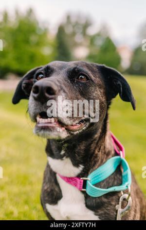 Salvataggio di un cane mix di toro che sorride e guarda il proprietario Foto Stock