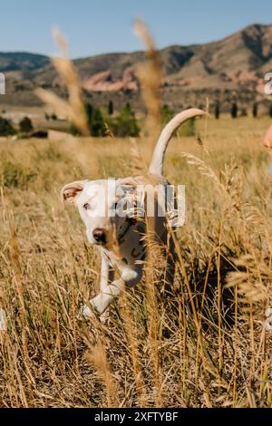 Salva labrador cane muta di razza mista che corre in un campo Foto Stock