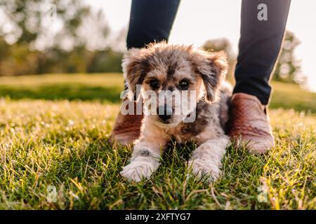 Cucciolo di cagnolino Muta di razza mista Merle steso sull'erba Foto Stock