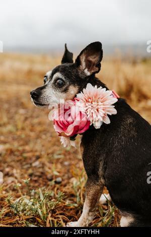 Cane nero senior Chihuahua con faccia bianca che indossa un collare floreale Foto Stock