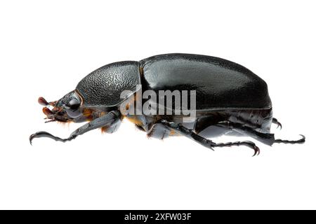 Scarabeo di rinoceronte (Xylotrupes ulysses australicus) nuovo Galles del Sud, Australia. Progetto Meetyourneighbors.net. Foto Stock