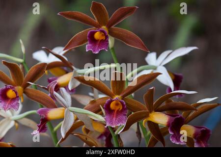 Fiori di orchidea Nun's Hood (Phaius tankervilleae), Singalila National Park, Bengala Occidentale, India. Foto Stock
