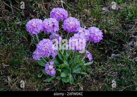 Primrose (Primula denticulata) Sikkim, India. Maggio. Foto Stock