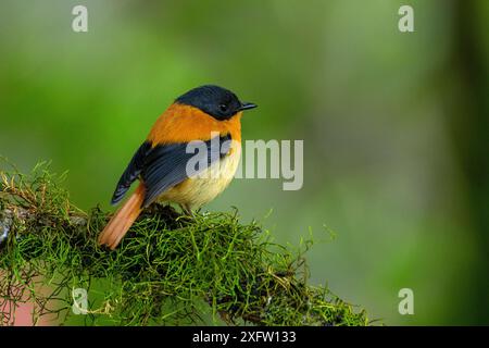 Flycatcher nero e arancione (Ficedula nigrorufa) arroccato sul ramo, Tamil Nadu, Ghati occidentali, India. Foto Stock