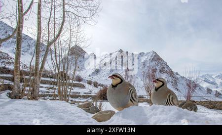 Pernici Chukar (Alectoris chukar) tre sulla neve, Ladakh, Jammu e Kashmir, India. Marzo. Foto Stock