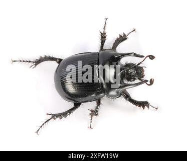 Scarabeo minotauro (Typhaeus typhoeus) maschile. Surrey, Inghilterra, condizioni controllate Foto Stock