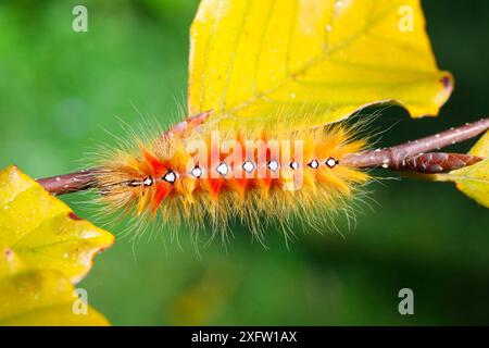 Falena Sycamore (Acronicta aceris) caterpillar. Surrey, Inghilterra, Regno Unito, settembre. Foto Stock