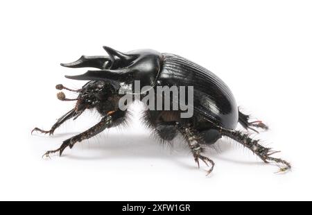 Scarabeo minotauro (Typhaeus typhoeus) maschile. Surrey, Inghilterra, Regno Unito. Ottobre. Condizioni controllate Foto Stock