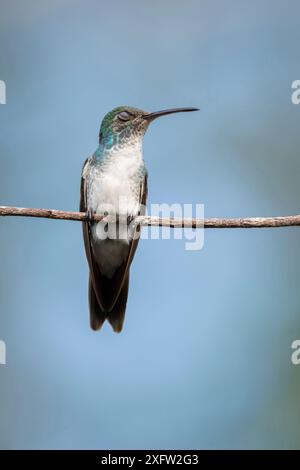 Colibrì di mangrovia - colibrì di mangrovia (Amazilia boucardi) che riposa femmina, arroccato su ramoscello, zona di mangrovie della costa del Pacifico, Costa Rica, specie minacciate di estinzione. Foto Stock