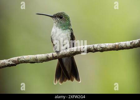 Colibrì di mangrovia (Amazilia boucardi) femmina arroccata su ramoscello, zona di mangrovie della costa del Pacifico, Costa Rica, specie minacciate di estinzione. Foto Stock