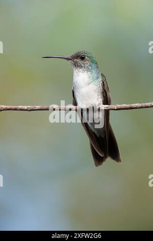 Colibrì di mangrovia (Amazilia boucardi) femmina arroccata su ramoscello, zona di mangrovie della costa del Pacifico, Costa Rica, specie minacciate di estinzione. Foto Stock