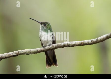 Colibrì di mangrovia (Amazilia boucardi) femmina arroccata su ramoscello, zona di mangrovie della costa del Pacifico, Costa Rica, specie minacciate di estinzione. Foto Stock