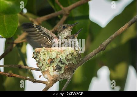 Colibrì di mangrovia (Amazilia boucardi) due pulcini nel nido, zona di mangrovie della costa del Pacifico, Costa Rica, specie minacciate di estinzione. Solo per media riproduzione. Foto Stock