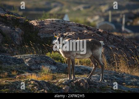 Caribù boschivo (Rangifer tarandus-caribou) con colletto radio a collo tondo, isola di Fogo, Terranova, Canada, ottobre, specie in pericolo. Foto Stock