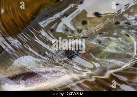 Salmone Atlantico (Salmo salar) appena sotto la superficie dell'acqua, fiume Miramichi, New Brunswick, Canada, giugno. Foto Stock