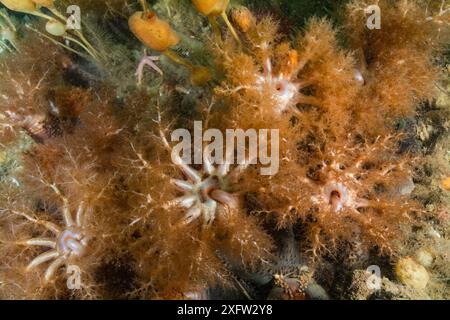 Tentacoli di cetriolo di mare dai piedi arancioni (Cucumaria frondosa), Bay of Fundy, New Brunswick, Canada, luglio. Foto Stock