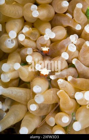 Due coralli di funghi / gamberetti commensali (Cuapetes / Periclimenes kororensis) su corallo di funghi (Heliofungia actiniformis) Lighthouse Reef, Cabilao Island, Bohol, Central Visayas, Filippine, oceano Pacifico. Foto Stock