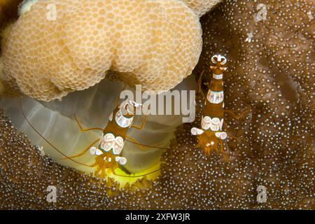 Due gamberetti amboniani/squat (Thor amboinensis) sui coralli, Lighthouse Reef, Cabilao Island, Bohol, Central Visayas, Filippine, Oceano Pacifico. Foto Stock