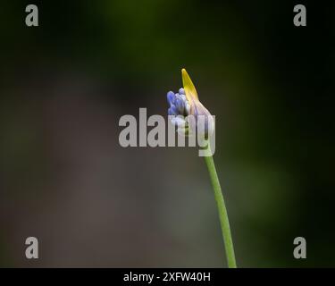 Agapanthus (Giglio Africano) bocciolo di apertura. Dai giardini di Suuremõisa, Hiiumaa. Agapanthus, comunemente noto come giglio del Nilo, o giglio africano. Foto Stock