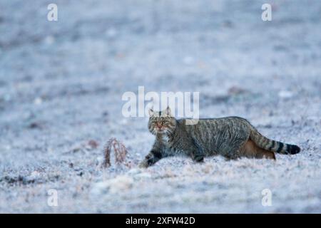 Wildcat (Felis silvestris) uomo adulto che attraversa un prato ghiacciato. Abruzzo, Appennino centrale, Italia, febbraio. Foto Stock