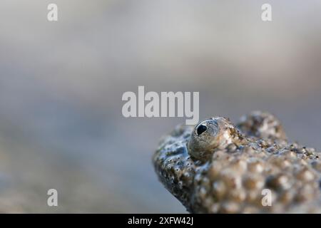 Primo piano del rospo (Bombina pachypus) con pancia gialla dell'Appennino. Endemica dell'Appennino. Appennino centrale, Abruzzo, Italia, giugno. Foto Stock