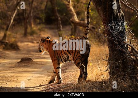 Tigre del Bengala (Panthera tigris) marcato profumo "Noor" femminile, Ranthambhore, India, specie minacciate di estinzione. Foto Stock