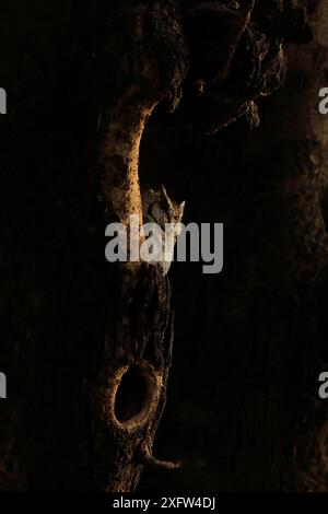 Gufo con colletto (Otus lettia) nel nido di alberi, Ranthambhore, India. Foto Stock