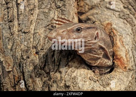 Varano del Bengala (Varanus bengalensis) in un albero che guarda fuori dal buco, Ranthambhore, India. Foto Stock