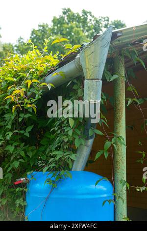 Serbatoio di raccolta dell'acqua sotto un tetto con scarico in giardino. Architettura per la raccolta dell'acqua piovana. Foto verticale. Foto Stock