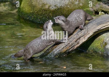 Due lontre asiatiche (Aonyx cinerea) giocano-combattimenti, prigioniere al Cornish Seal Sanctuary, Cornovaglia, Regno Unito, aprile. Foto Stock