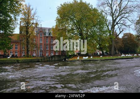 30-10-2014 Bruxelles, Belgio - tranquillo giro in barca attraverso Bruges con cigni in un parco vicino al canale Foto Stock