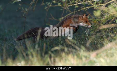 Volpe rossa (Vulpes vulpes) che saltano per catturare prede, Vosgi, Francia, luglio. Foto Stock