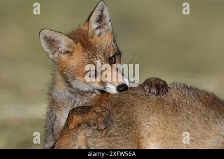 Red Fox (Vulpes vulpes vulpes) cuccioli giocando, Vosges, Francia, giugno. Foto Stock