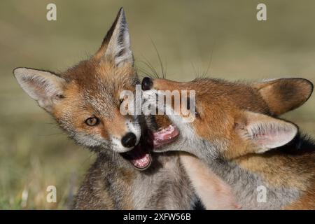 Red Fox (Vulpes vulpes vulpes) cuccioli giocando, Vosges, Francia, giugno. Foto Stock