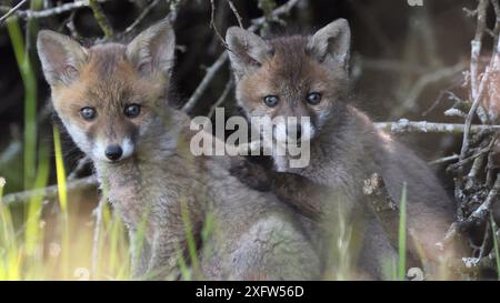 Red-Fox (Vulpes vulpes) due cuccioli, Renardeaux, Vosges, Francia, maggio. Foto Stock