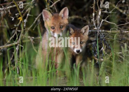 Red Fox (Vulpes vulpes) due cuccioli, Vosges, Francia, maggio. Foto Stock