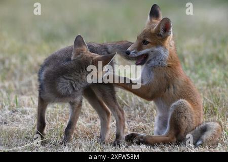 Red Fox (Vulpes vulpes vulpes) cuccioli giocando, Vosges, Francia, giugno. Foto Stock