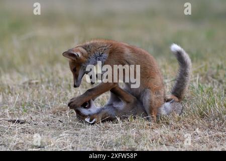 Red Fox (Vulpes vulpes vulpes) cuccioli giocando, Vosges, Francia, giugno. Foto Stock