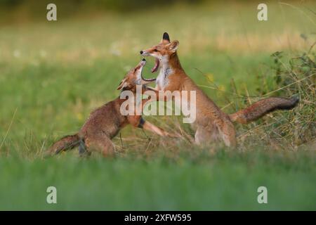 Red Fox (Vulpes vulpes) cuccioli che giocano, Vosges, Francia, luglio. Foto Stock