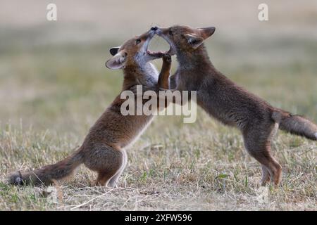 Red Fox (Vulpes vulpes vulpes) cuccioli giocando, Vosges, Francia, giugno. Foto Stock