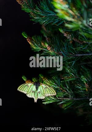 Falena della luna spagnola (Graellsia isabellae) femmina che riposa sull'albero, il Parco naturale del Porto, Catalogna, Spagna, giugno. Foto Stock