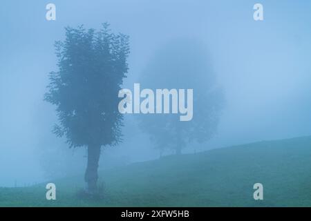 Frassino (Fraxinus excelsior) nella nebbia, Valle di Miera, Valles Pasiegos, Cantabria, Spagna. Ottobre 2017. Foto Stock